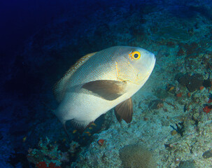 Squiggly filefish sails placidly over the seaweed-covered reef in the blue of the ocean .