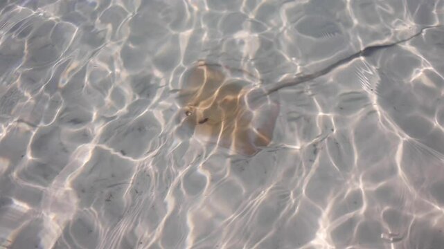 Stingray swimming