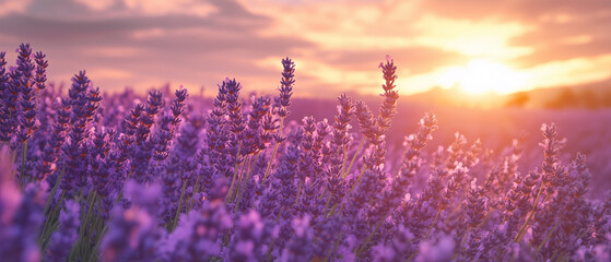 Naklejka premium lavender