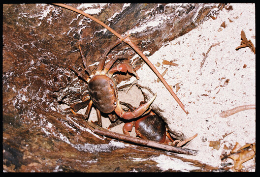 Large crab explores in natural habitat