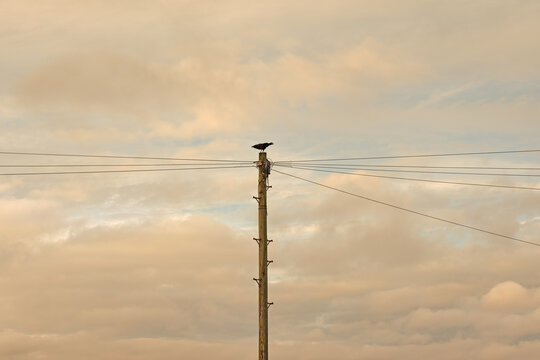 Bird on a telegraph pole
