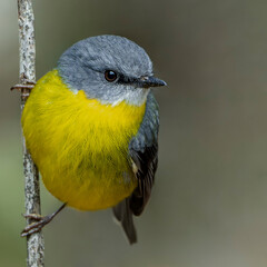 Eastern Yellow Robin