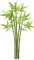 Lush green bamboo stalks with vibrant leaves isolated on white AI generative