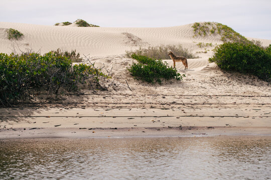 Baja California Wilderness &ndash; Coyote on Coastal Dunes