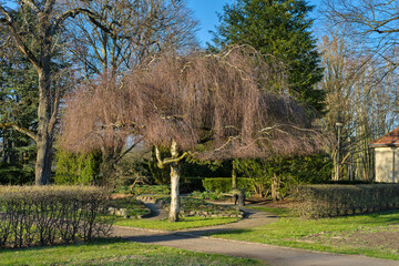 Scenic Garden Path with Bare Weeping Tree< Curved garden path under a bare weeping tree in early...
