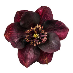 A Stunning Hellebore Flower with Deep Burgundy Petals Isolated on Transparent Background