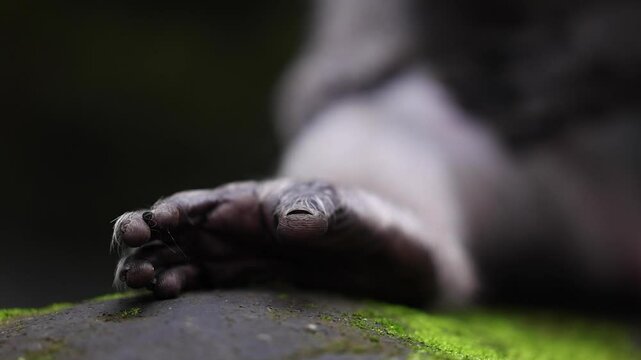 Close up of a monkey foot