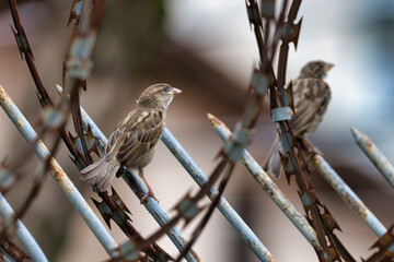 Two birds are perched on a fence with barbed wire
