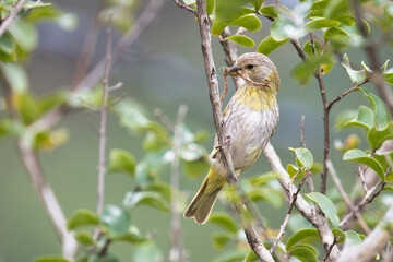 A bird is perched on a tree branch