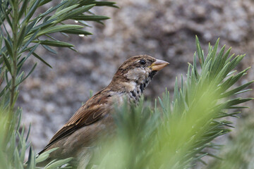 A bird is perched on a leafy branch