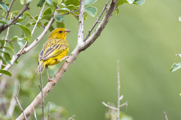 A yellow bird is perched on a branch