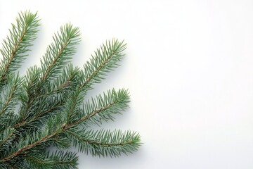 Obraz premium Minimalist Still Life of Green Fir Branches on Pure White Background