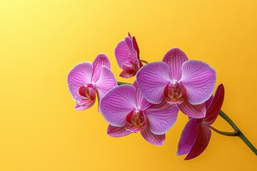 Obraz premium Magenta Orchid Flower in Front of Yellow Background Spring Botanical Photography