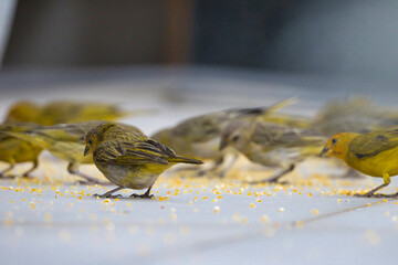 A group of birds are eating from a bowl of birdseed