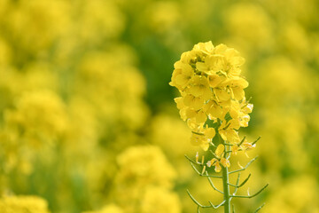 菜の花