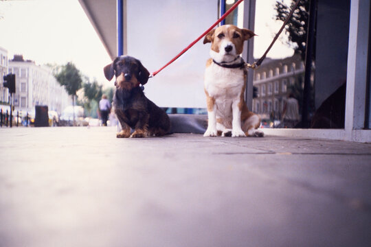 Two dogs waiting outside a storefront in an urban area