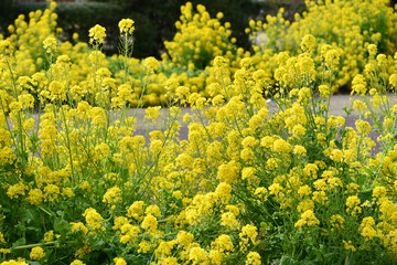 Fototapeta premium 菜の花