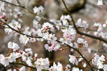 桜・宇宙桜「三春滝桜」