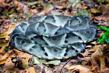 Venomous Brazilian snake, jararaca caiçaca camouflaged in dry foliage