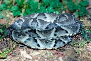 Venomous Brazilian snake, jararaca caiçaca camouflaged in dry foliage