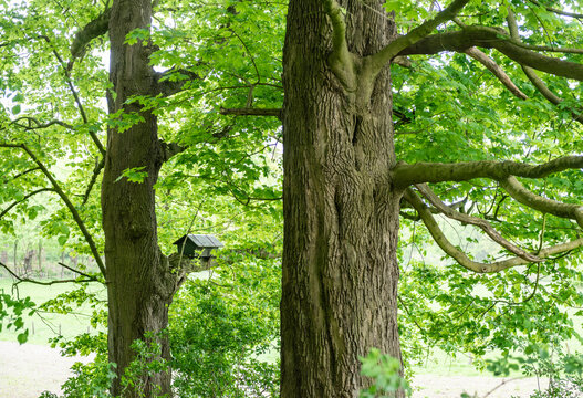 Lush Green Forest with Large Trees and a Wooden Birdhouse