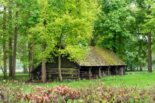 Moss Roofed Log Shack in Dense Forest