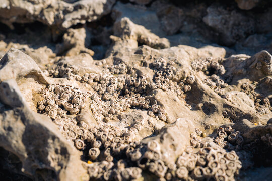 Barnacles growing on coastal rock formation