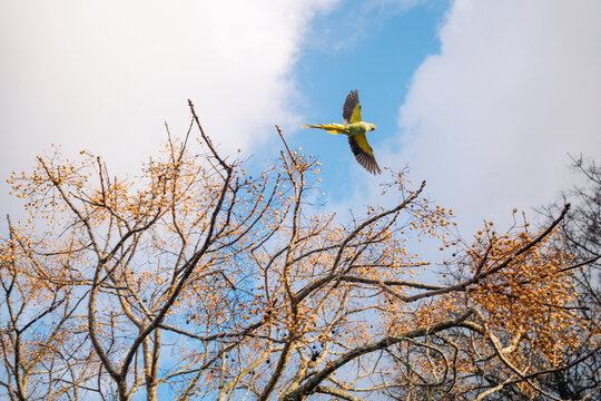 Green parrot flying over tree branches against blue sky