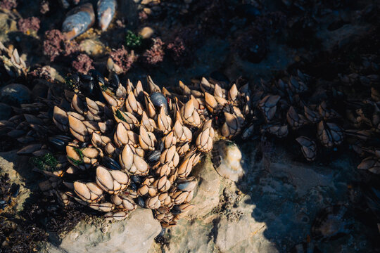 Barnacles and mussels on rocky shore