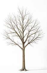 Obraz premium Isolated tree on white background. Bare tree without leaves, perfect for design projects, websites, eco concepts. Winter season, nature. Clear tree with no foliage, perfect for artistic applications,
