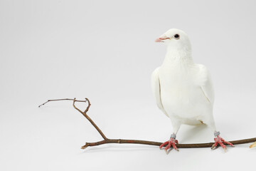 Beautiful dove with branch on white background