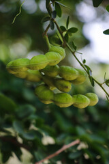 Close-Up of Green Manila Tamarind Pods on Tree Branch