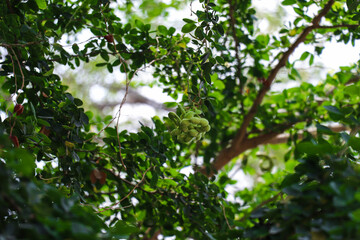 Green Manila Tamarind Pods Among Dense Green Tree Foliage