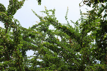 Looking Up at Lush Manila Tamarind Tree Foliage