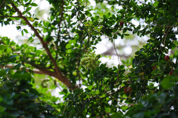 Fototapeta premium Manila Tamarind Pods Nestled Among Lush Green Tree Leaves