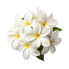 Fototapeta premium frangipani flower isolated on white