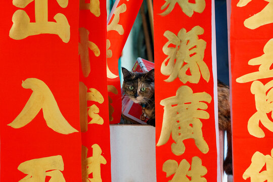 Mixed color cat with Chinese calligraphy