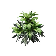 green plant isolated on white background