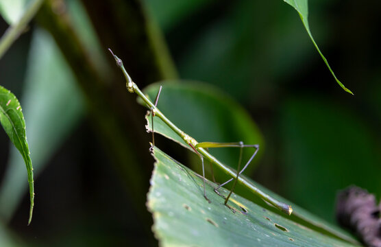 Stick insect in the jungle.