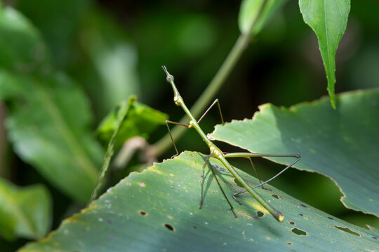 Stick insect in the jungle.