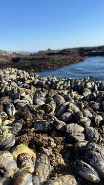 shells on the ocean shore