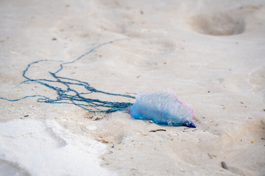 Man o war jellyfish (siphonophore) 3
