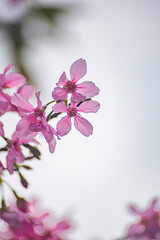 several delicate pink cherry blossoms bloom on a branch