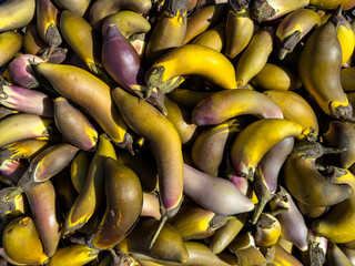 Overripe Filipino eggplants or aubergines. Yellow and purple colouring with unusual curved shape....