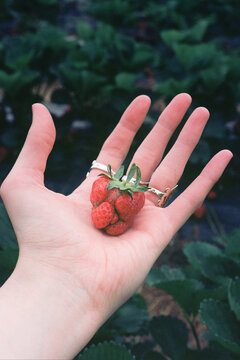 Hands Holding a Strawberry