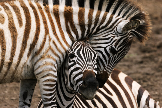 Zebra in Tanzania