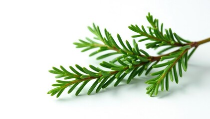 Sprig of evergreen branches isolated on white background, abstract, simple
