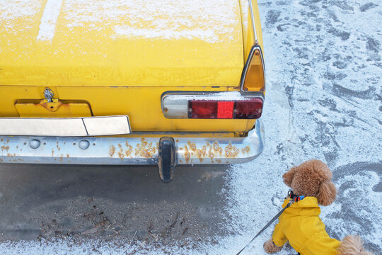 Fototapeta Dog in yellow jacket exploring snowy street by vintage yellow car