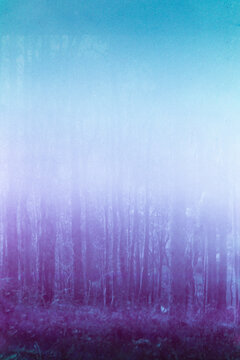 Purple forest 