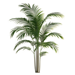 3D Indoor Palm Tree with Long Graceful Leaves Isolated on Transparent Background
